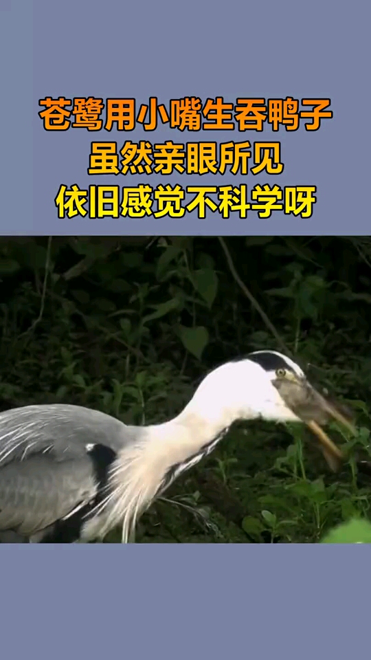 苍鹭用小嘴吞鸭子,它怎么做到的呢