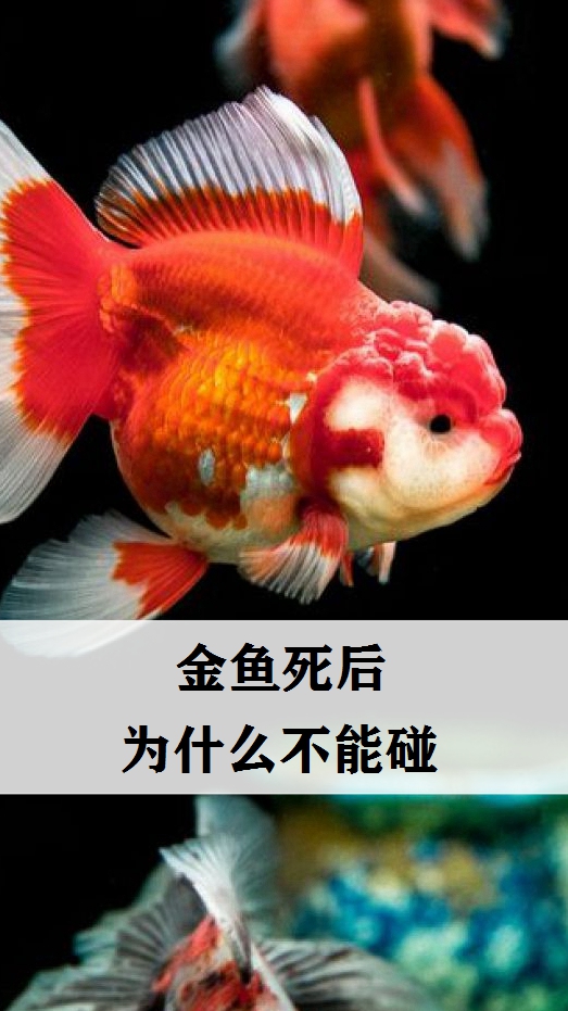 寻求未知的水生鱼类世界,金鱼死后为什么不能碰