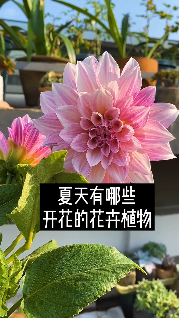 夏天开的花有哪些