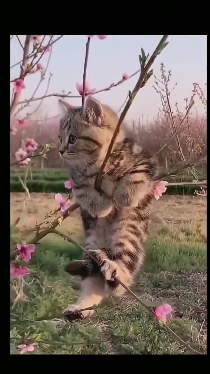 一只小喵挂树枝,一只狸花压海棠