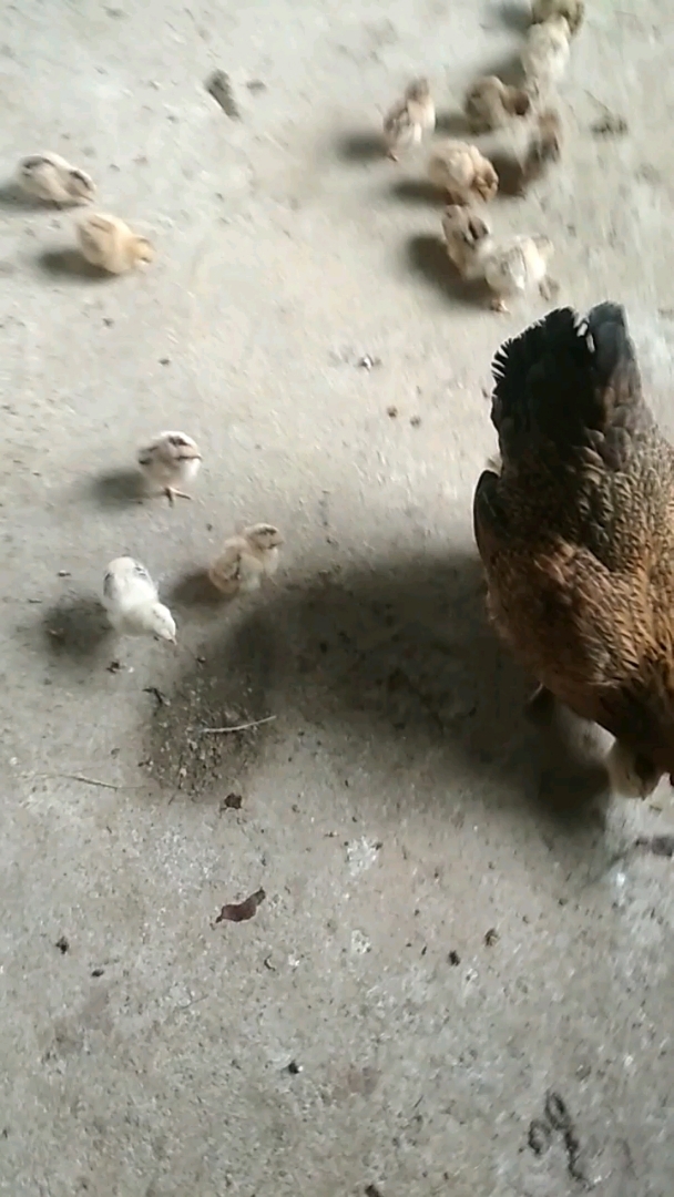 #我家萌宠成精了#母鸡带小鸡,警惕性蛮高的。