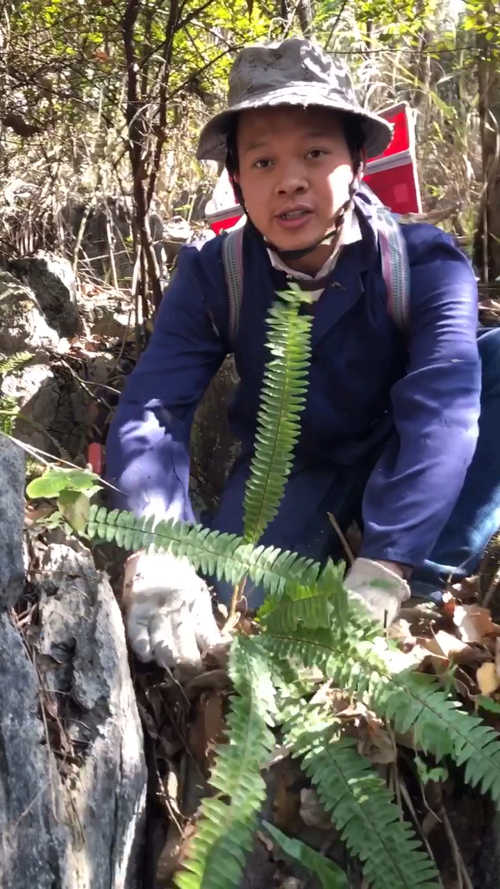 #大山里的药材#珍贵的药材!金鸡尾……