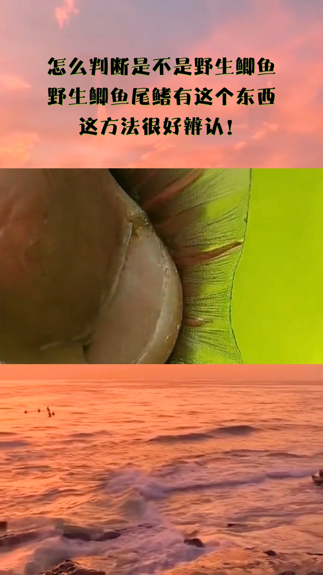 怎么判断是不是野生鲫鱼,野生鲫鱼尾鳍有这个东西,这方法很好辨认!