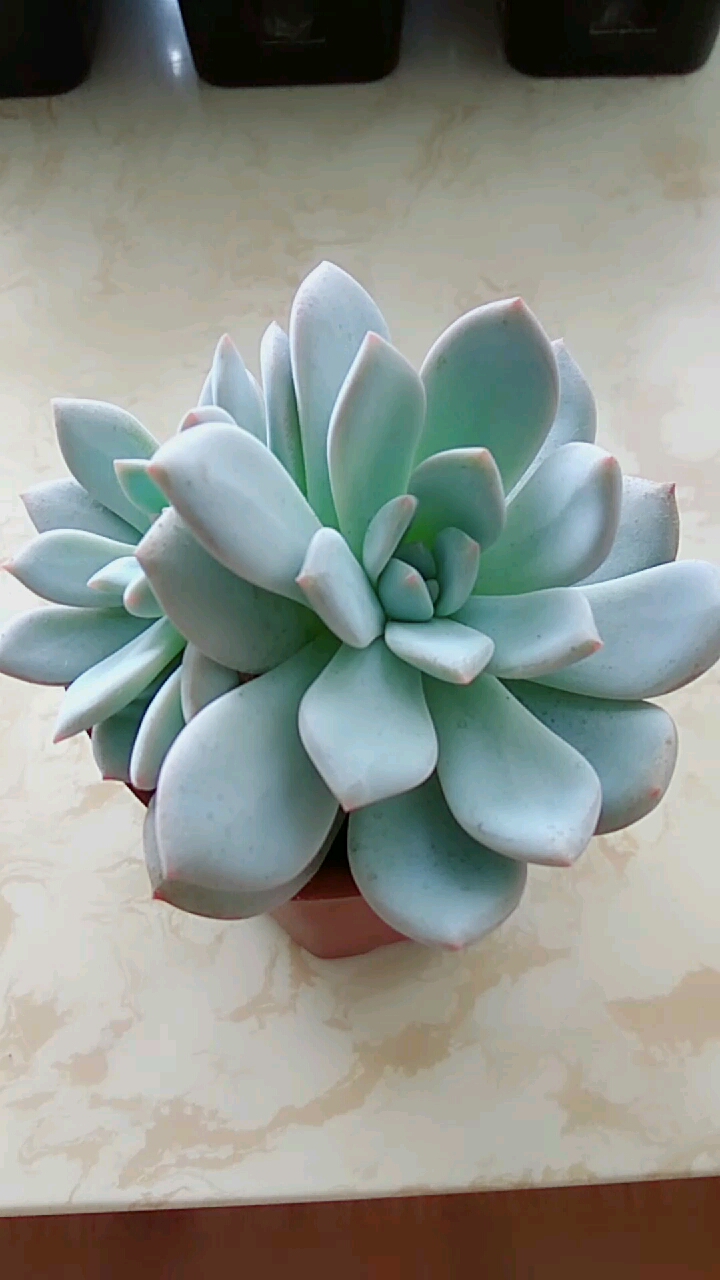 #我的小花园#一个叶片成长起来的～