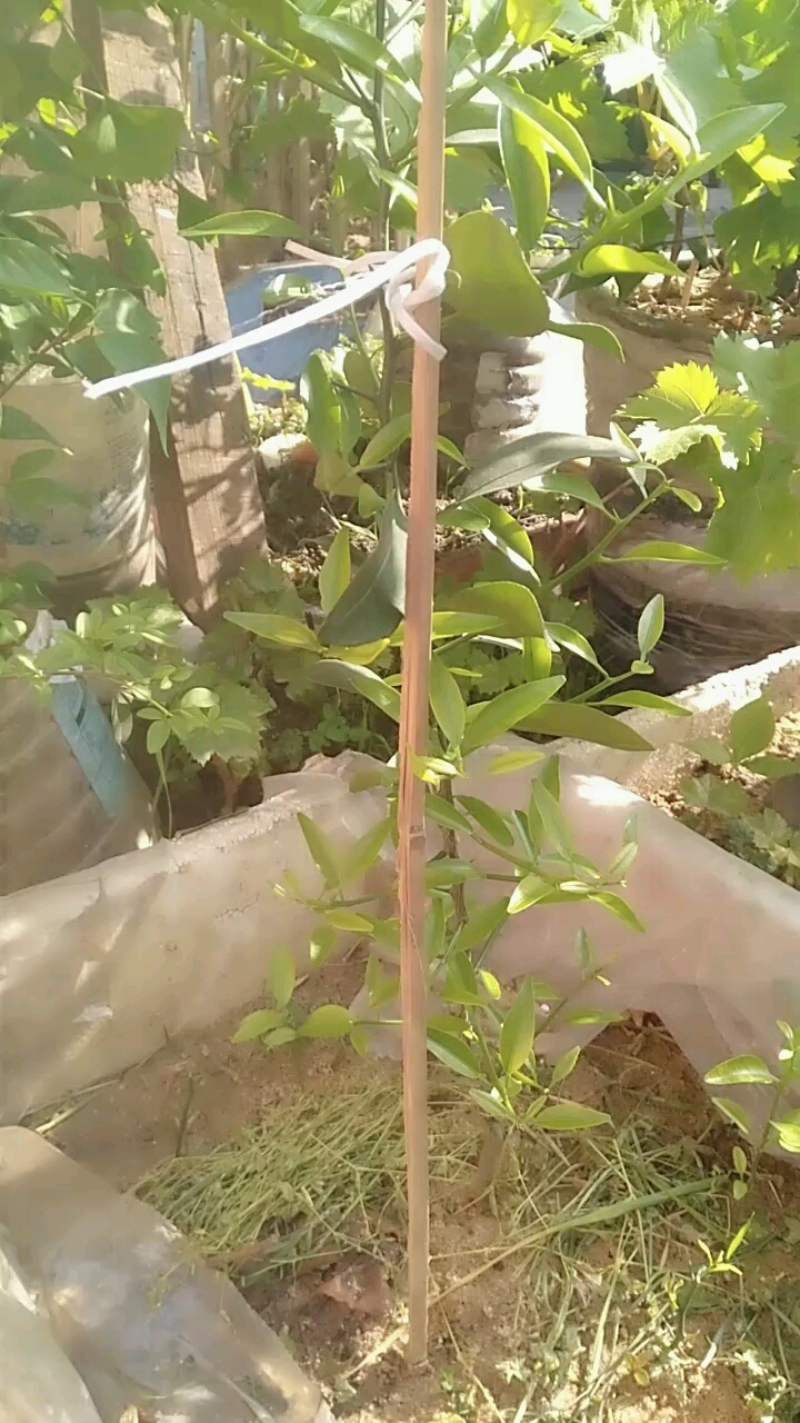 晨光中的橙子树苗,自己用种子在土里它自己发芽的!