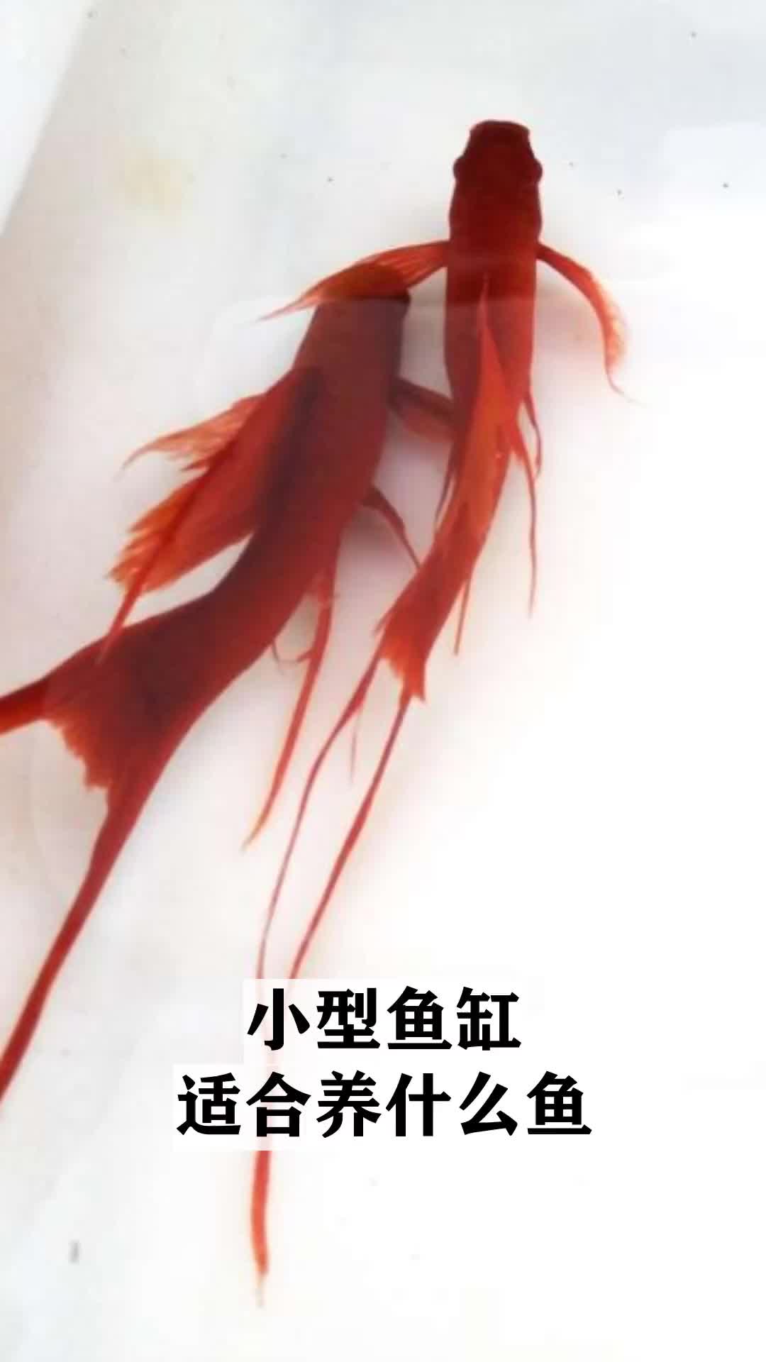 小型鱼缸适合养什么鱼