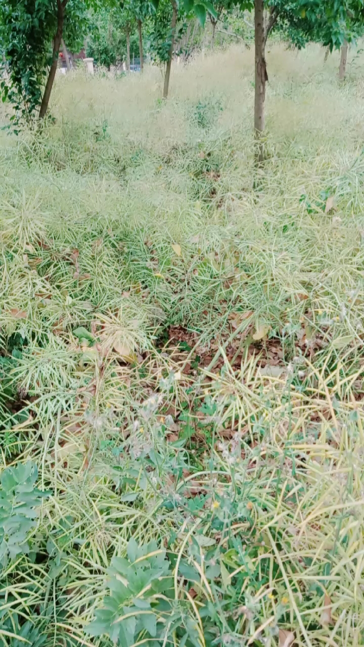 油菜花快成熟了