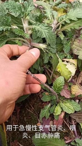 白毛夏枯草