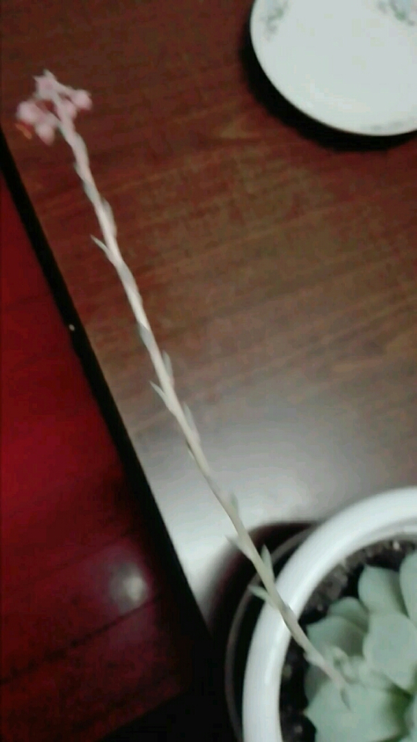 多肉植物为啥会开花呢???