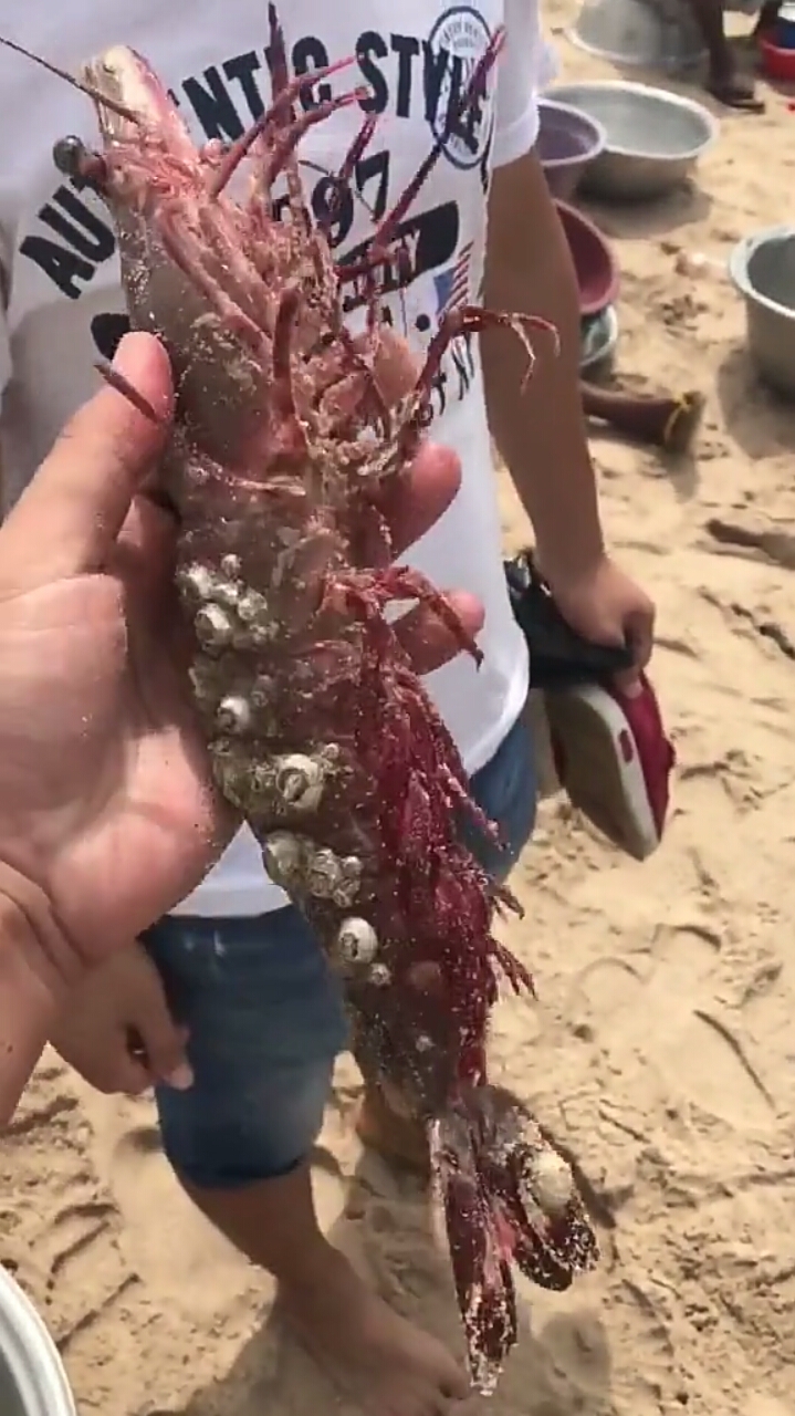 这大虾身上长的是什么?