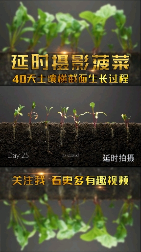 #手工制作#激动!延时拍摄,菠菜40天生长过程