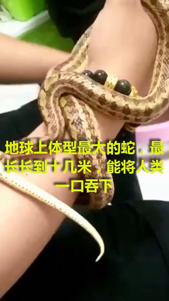 地球上体型最大的蛇,最长长到十几米,能将人类一口吞下