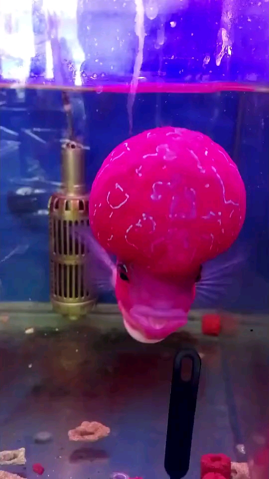 鸿运当头