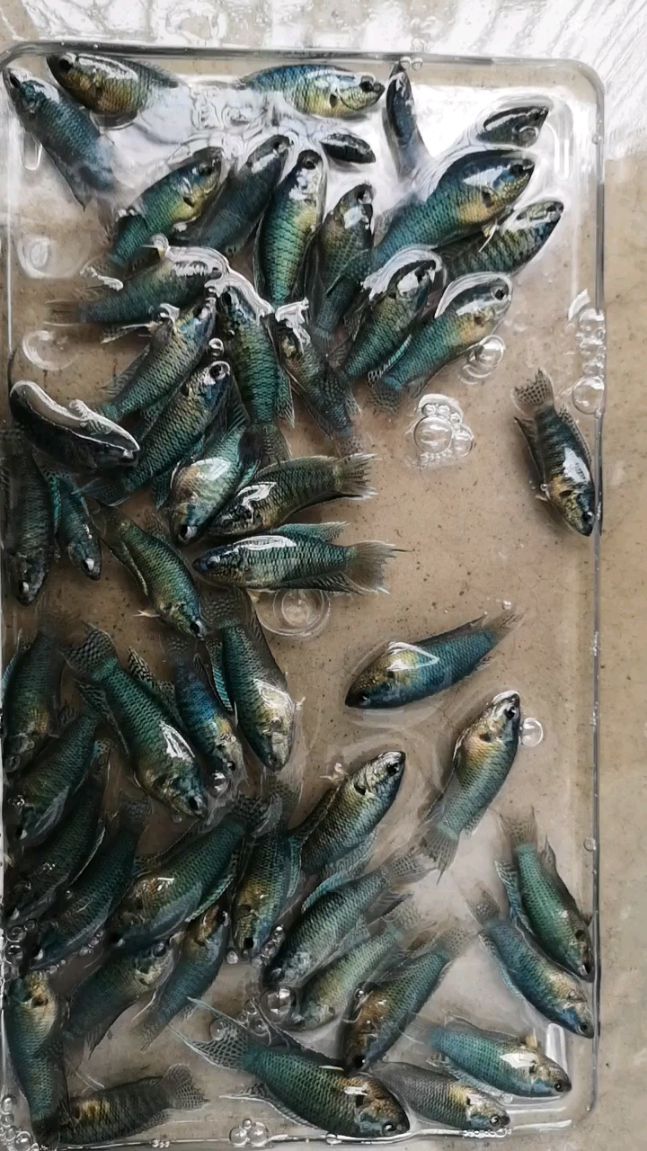 蛇血无纹蓝和蓝蛇