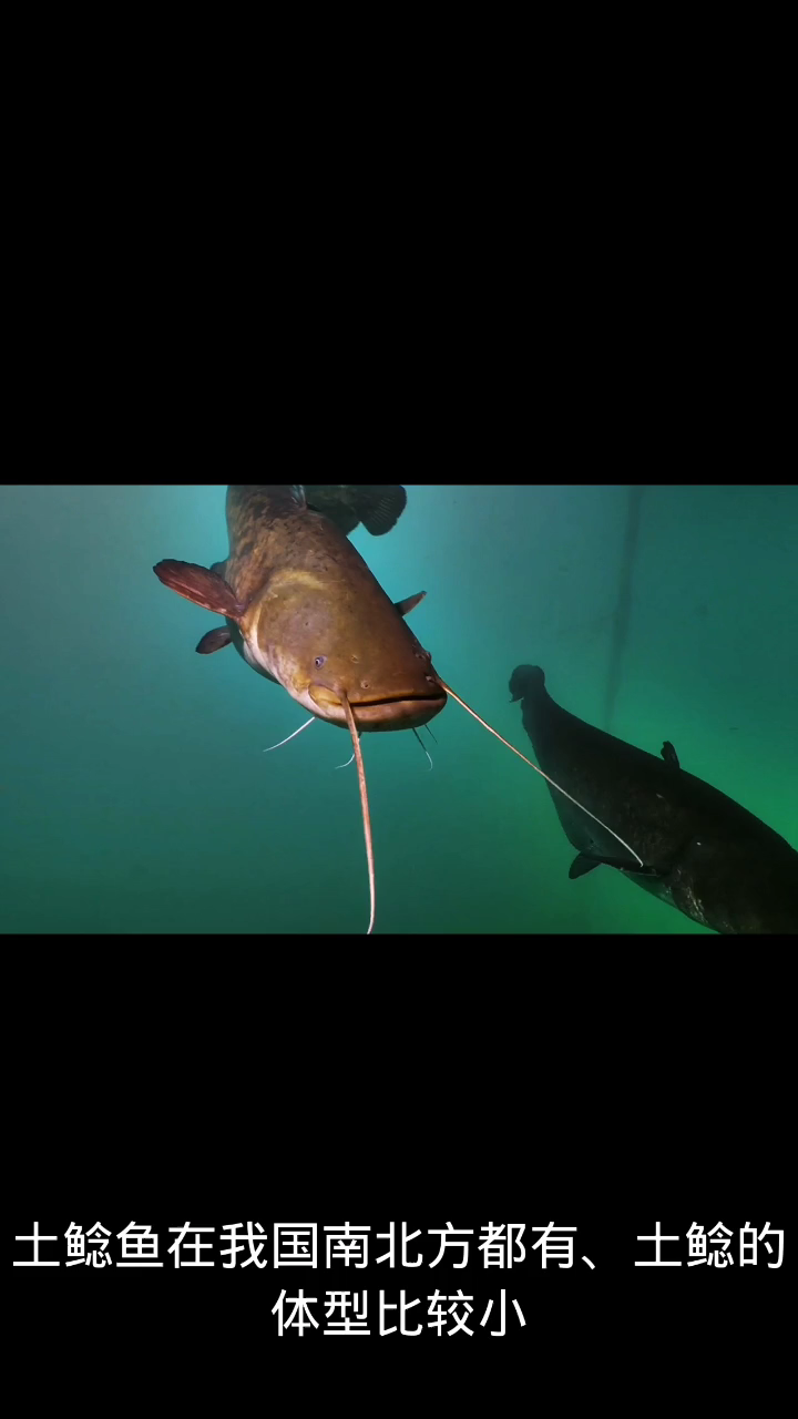 怎么分辨是不是土鲶鱼