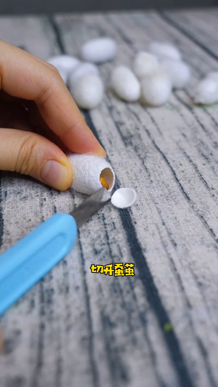 蚕怎么分公母最简单的方法