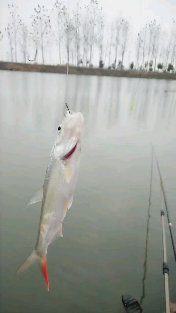 知道这个红尾巴的是什么鱼吗?