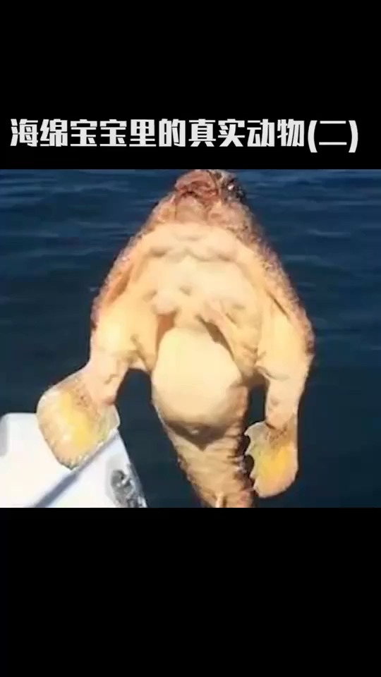 海绵宝宝中真实纯在的动物,这肌肉不一般,这口红更不一般