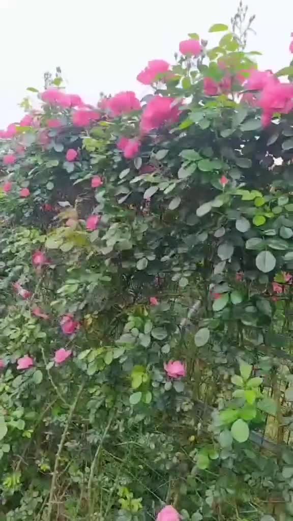 这里的,让我想起早起在学校的鹅蛋花下捧一本好不厌百回读的日子,时间真快呀