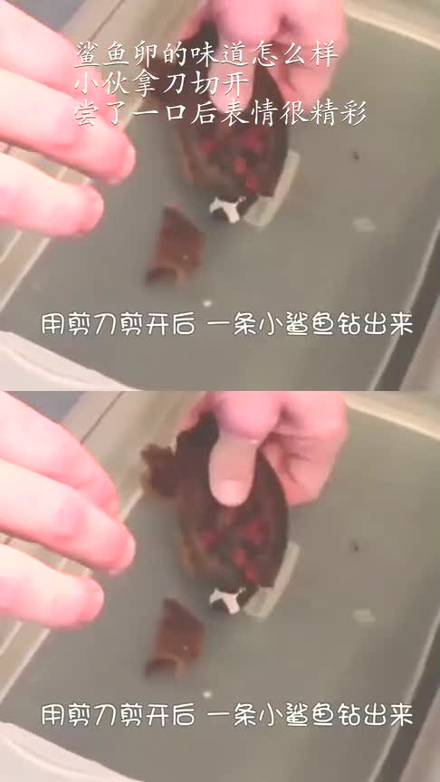 鲨鱼卵的味道怎么样?小伙拿刀切开,尝了一口后表情很精彩!