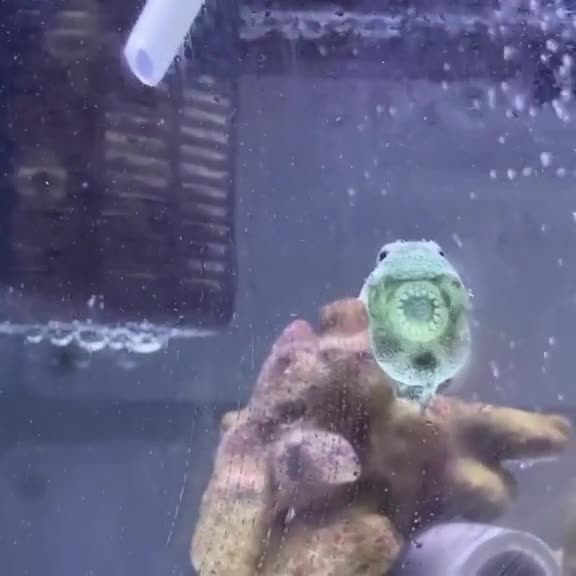 这下大家都知道为啥叫圆鳍鱼了吧,人家真的有个圆的鳍#海水