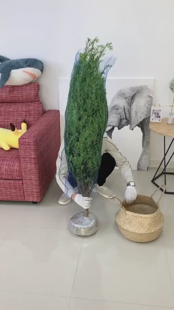 家里有刚装修完,喜欢抽烟的人士建议养一颗花卉绿植 好物推荐(9)