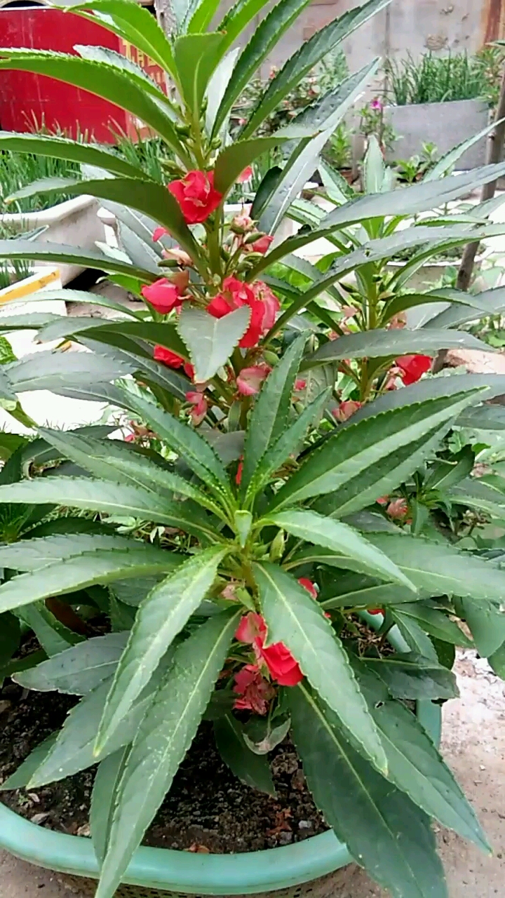 门口的小花园和菜园