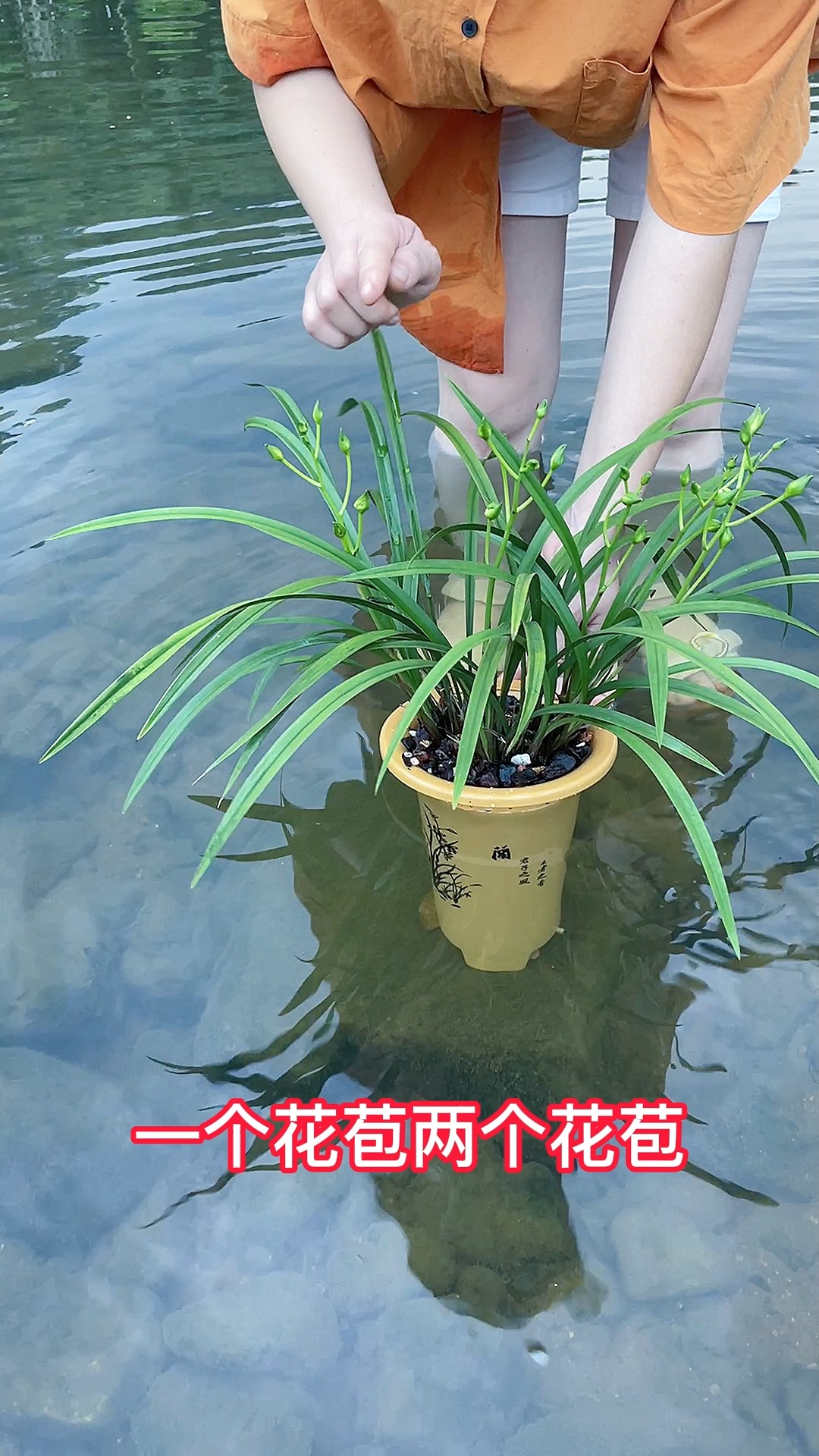#兰花#就是这颗花,花开霸气威武如同狮子头一般