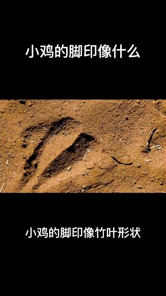 小鸡的脚印像什么