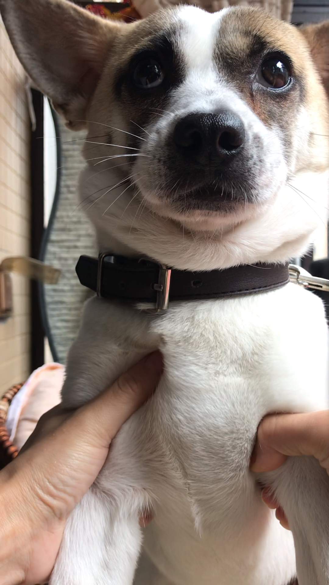 狗肉火锅表情包了解下