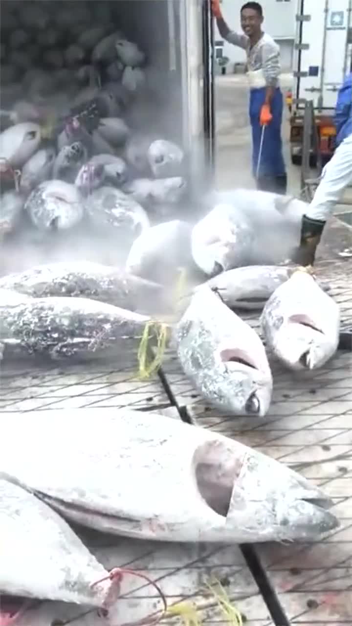 这么多金枪鱼,到底得多少钱