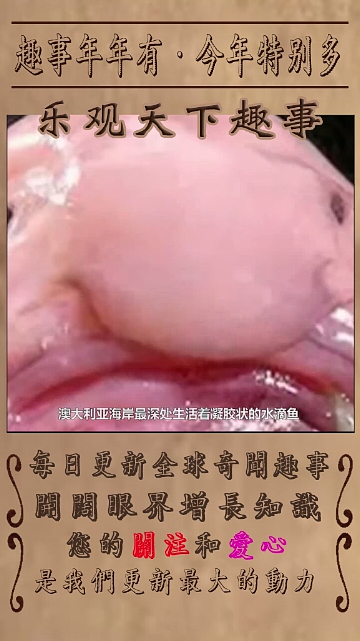 世界上最奇特的动物之水滴鱼