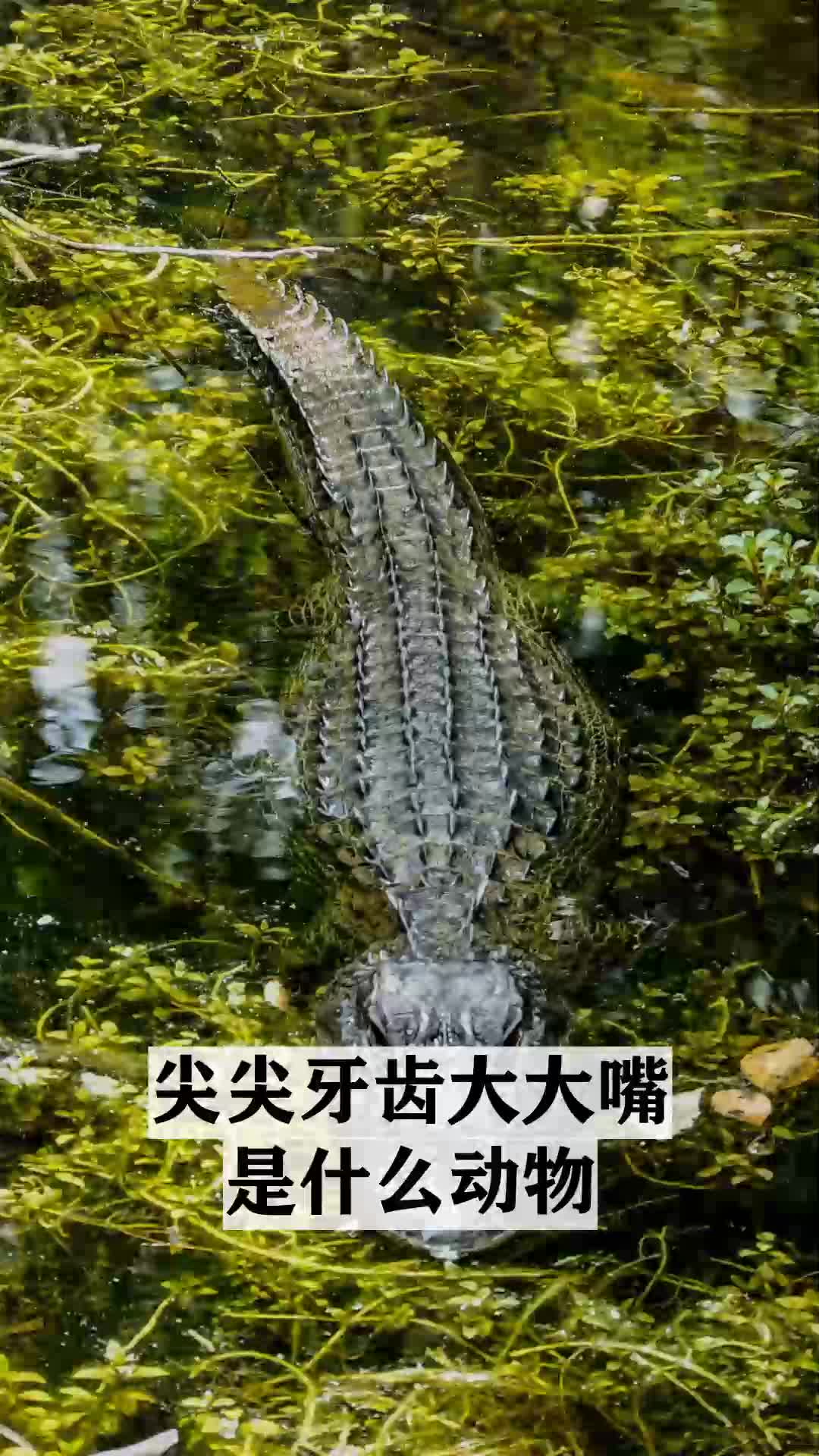 尖尖牙齿大大嘴是什么动物