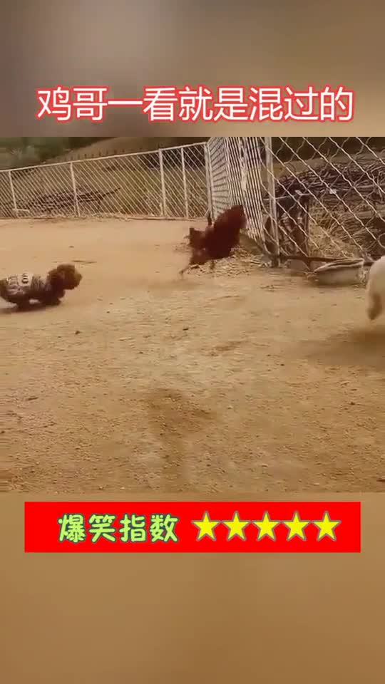 鸡狗混合双打这只大狗
