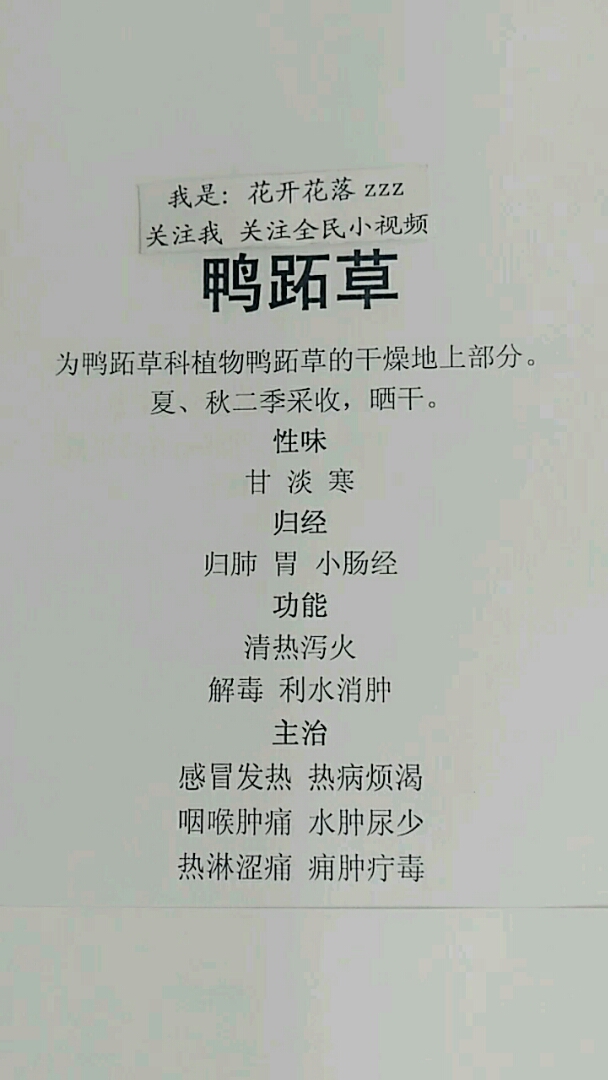 #我怎么这么好看#鸭跖草的功效