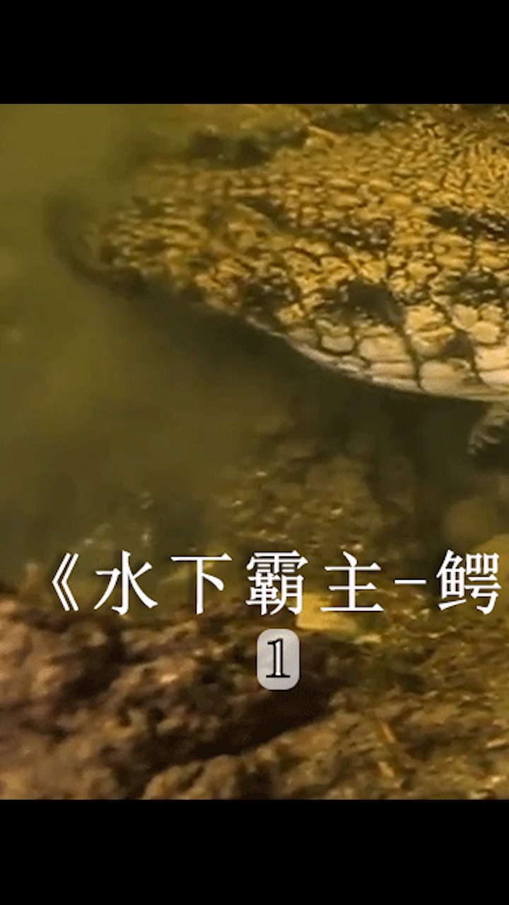 水中的冷血杀手#鳄鱼#动物电影解说#宅家剧场