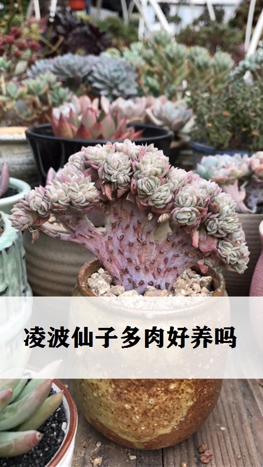 普及植物小知识,凌波仙子多肉好养吗