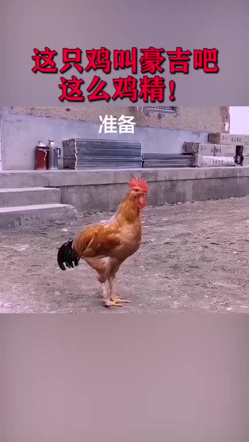 这只鸡叫豪吉吧,这么“鸡精”!