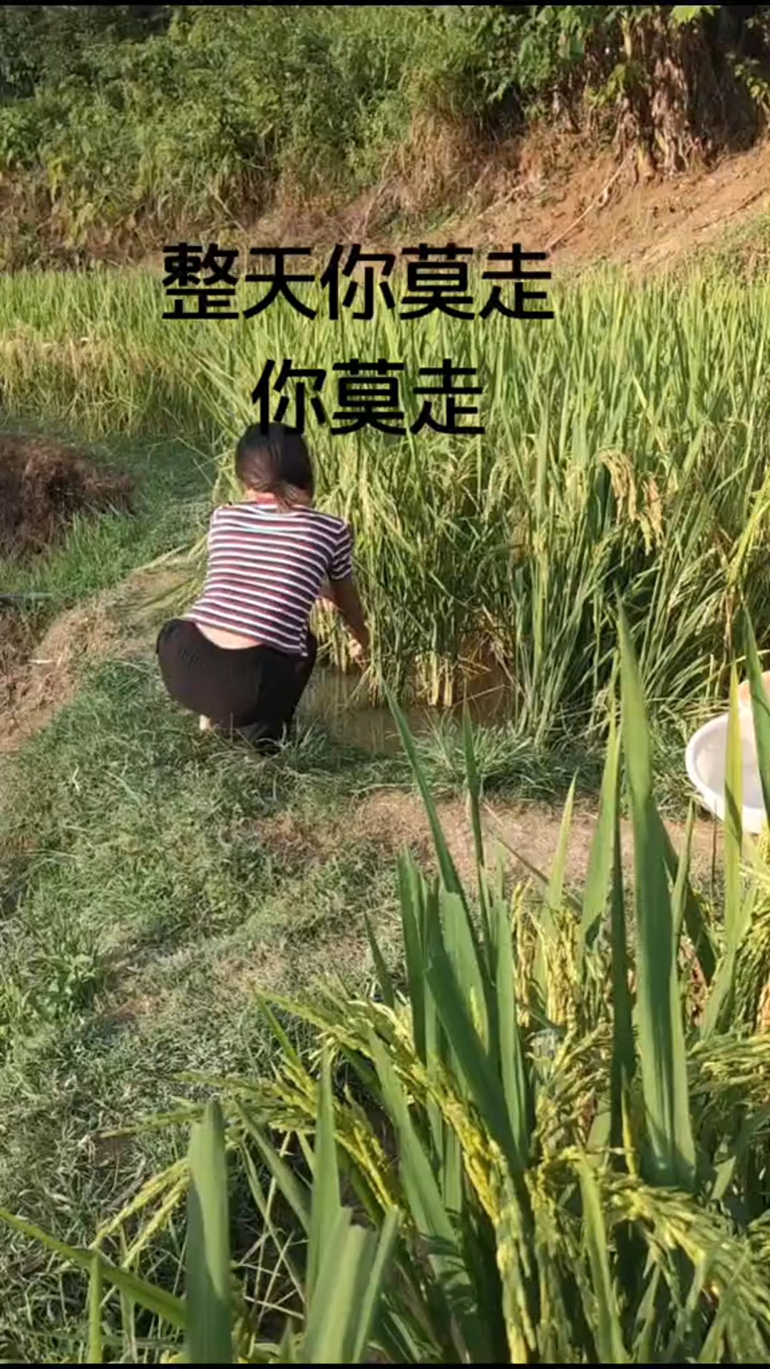 #搞笑段子剧#大公鸡来表演