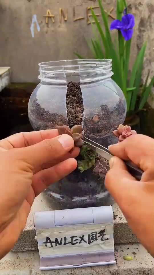 多肉植物创意盆栽