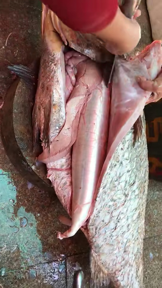 #野生海鲜#大鳌鱼取胶