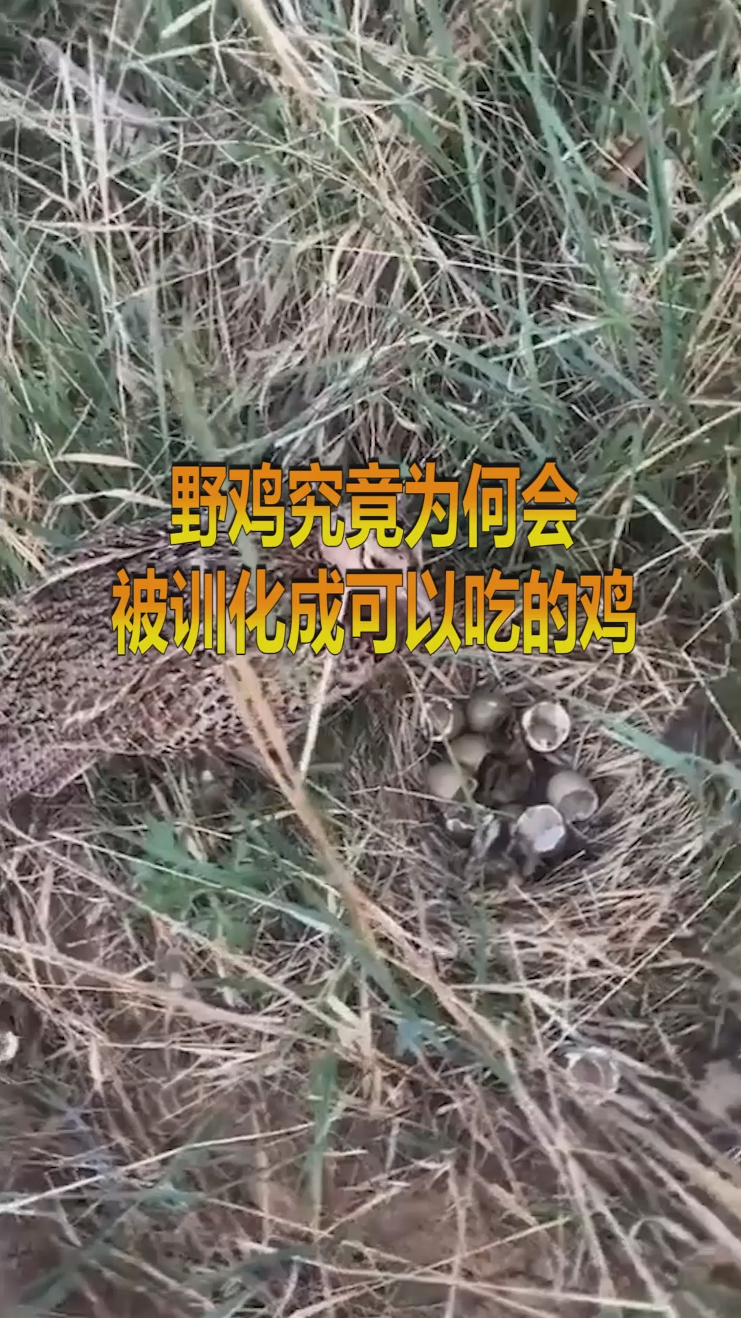 鸡排鸡柳三黄鸡白条鸡黄焖鸡