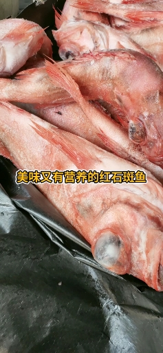 #感谢全民我要上热门#红石斑鱼,美味又有营养!!