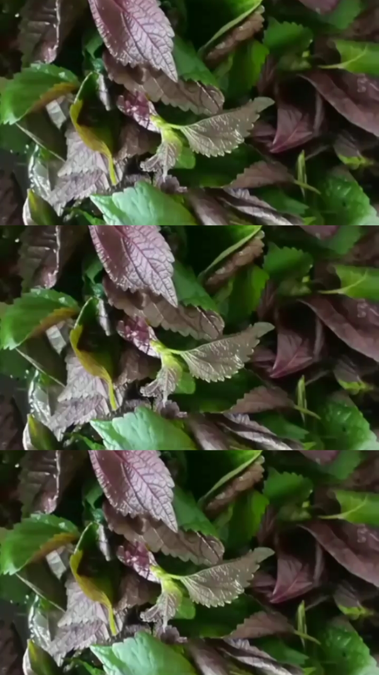 苏叶咸菜,你们吃过吗?