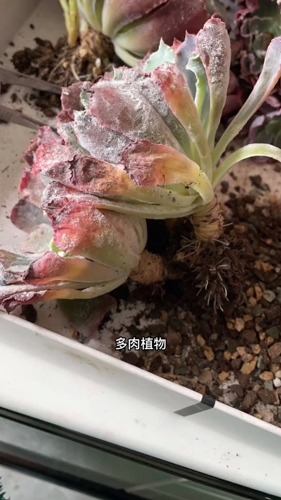 #有一种可爱叫多肉!#多肉植物怎么养。