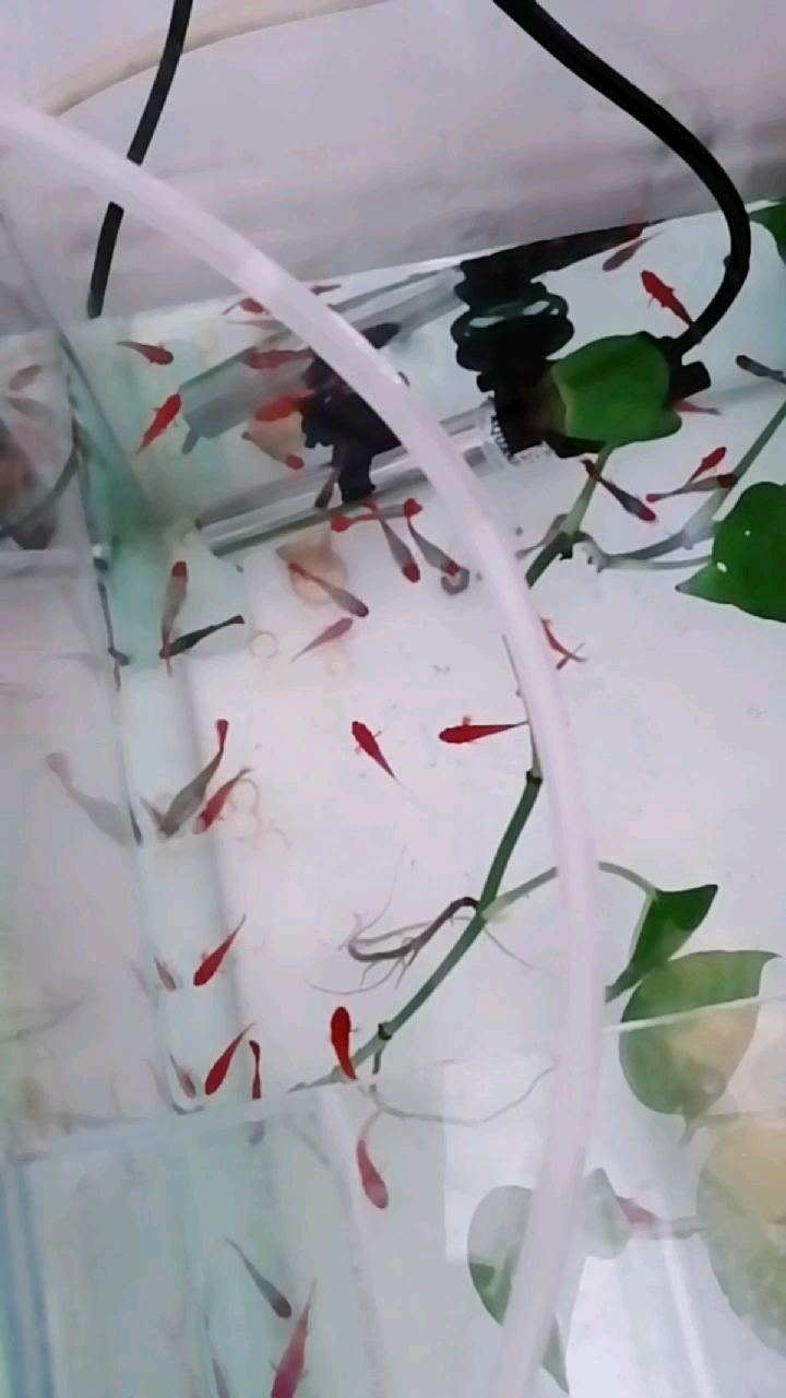 两个月的红箭鱼长这么大了