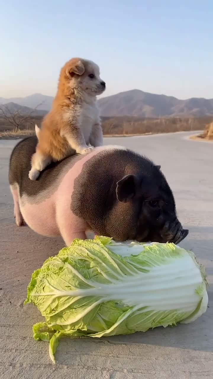 小猪猪好像不喜欢吃这白菜