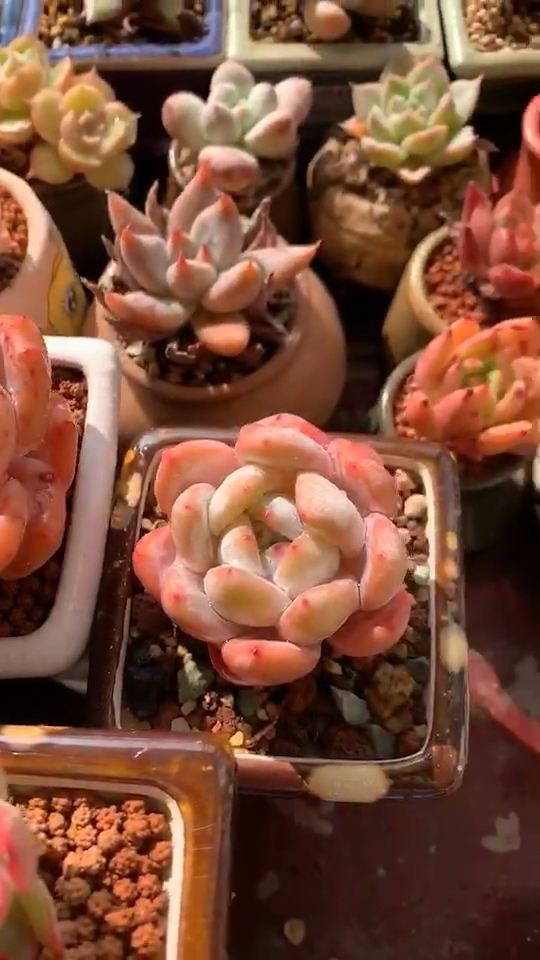 多肉植物