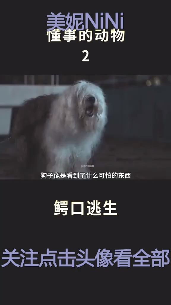 #影视解说#可爱的小狗,鳄口逃生