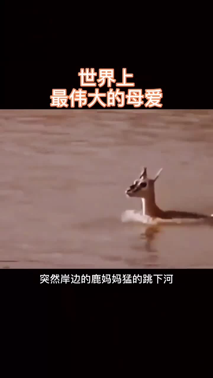小鹿妈妈为了保护小鹿,心甘情愿被鳄鱼吃掉,母爱真的太伟大了!